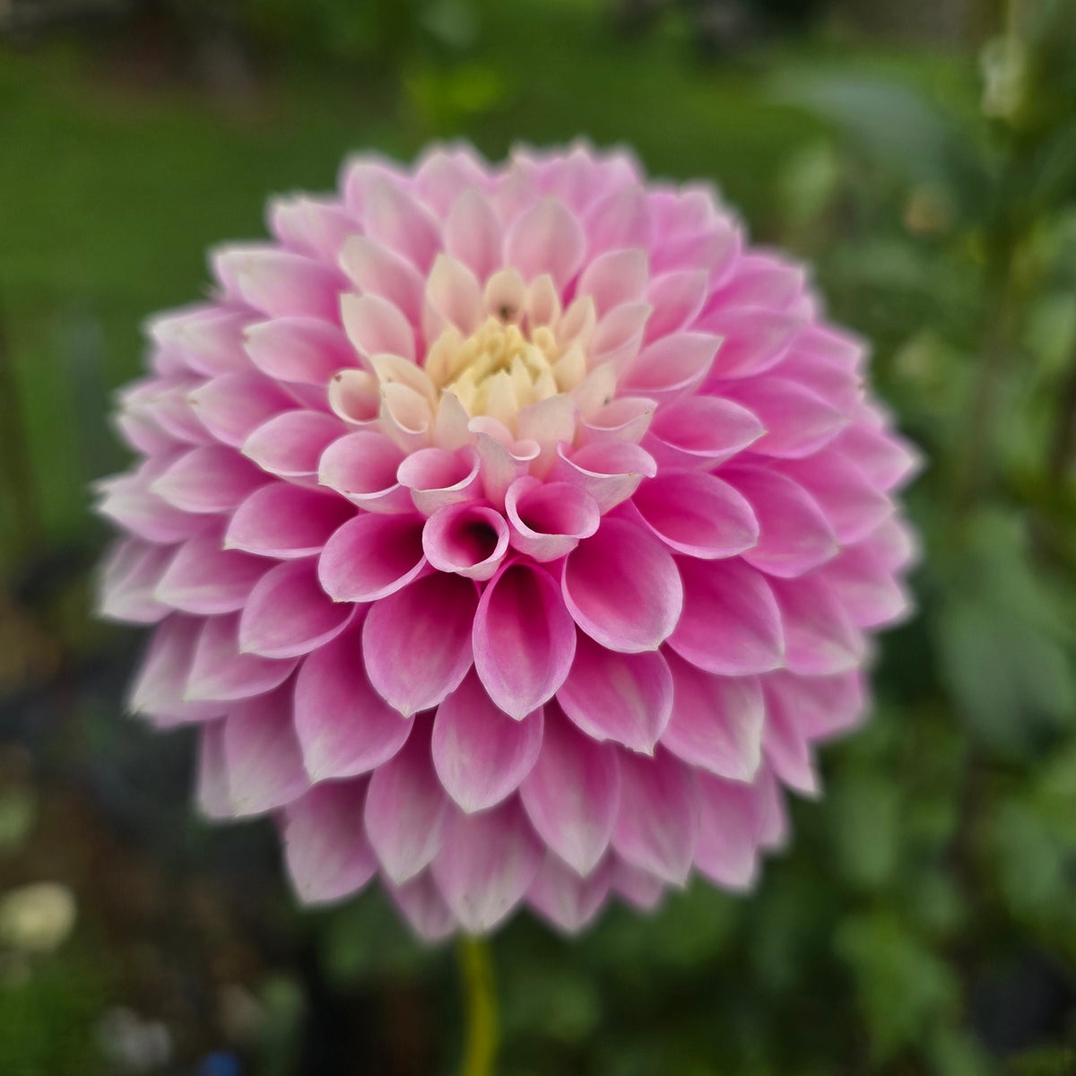 Alf's Pink Gem