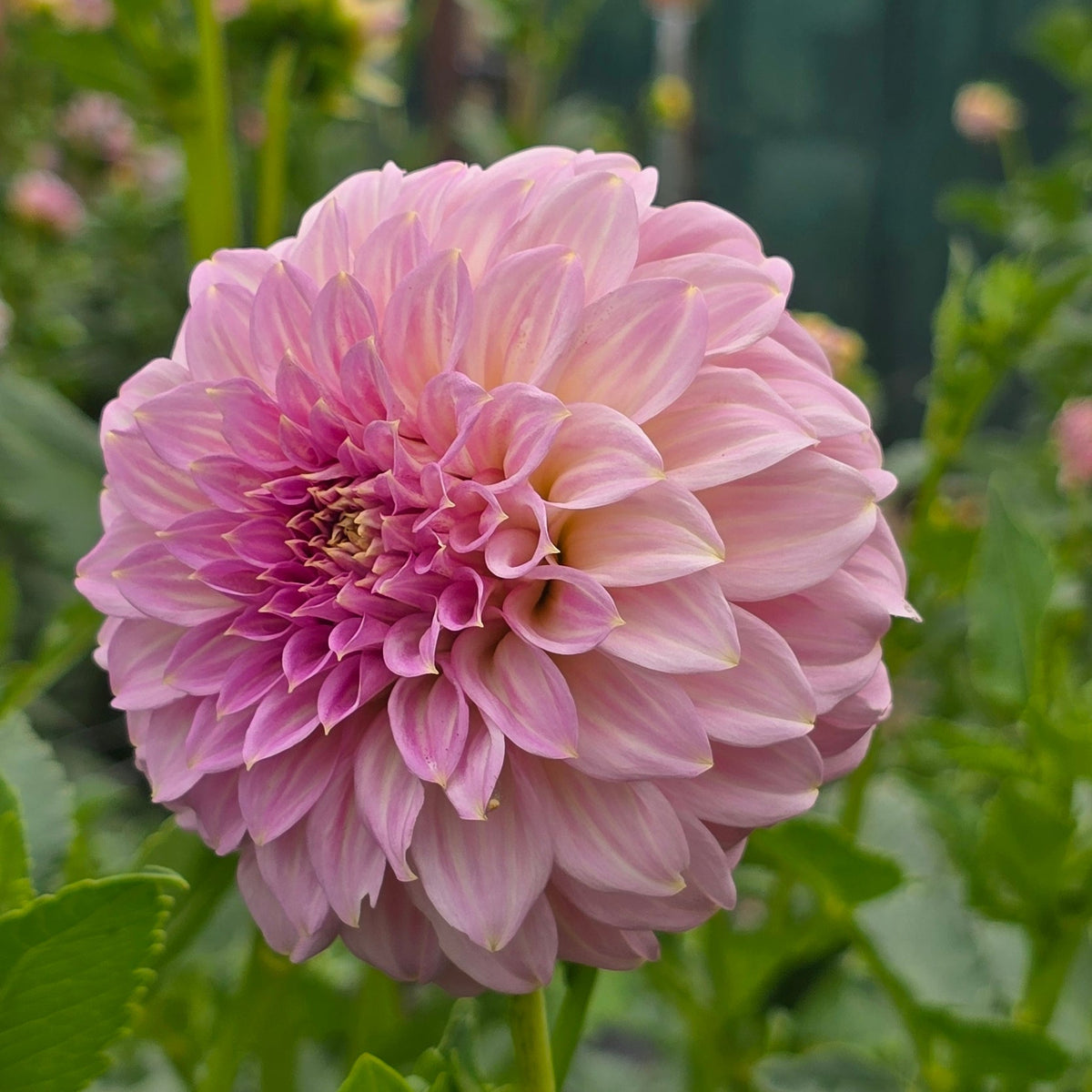 Araluen Leatrice