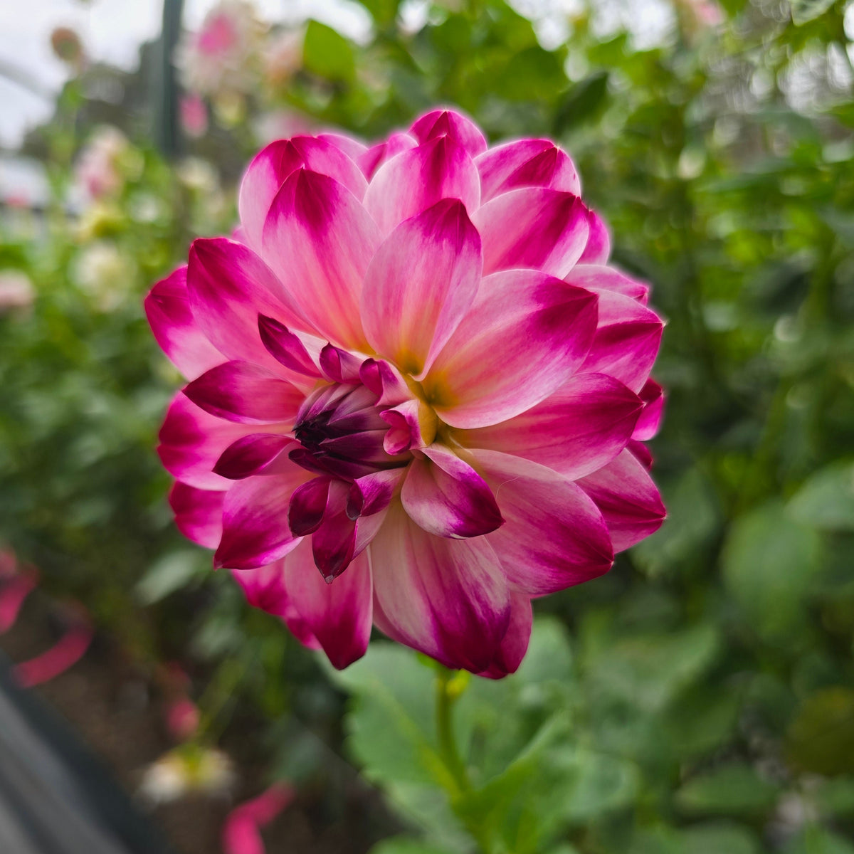 Atlantic Jewels dahlia tuber – Hillview Flowers