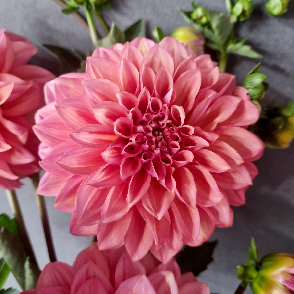 Avoca Amanda dahlia tuber – Hillview Flowers