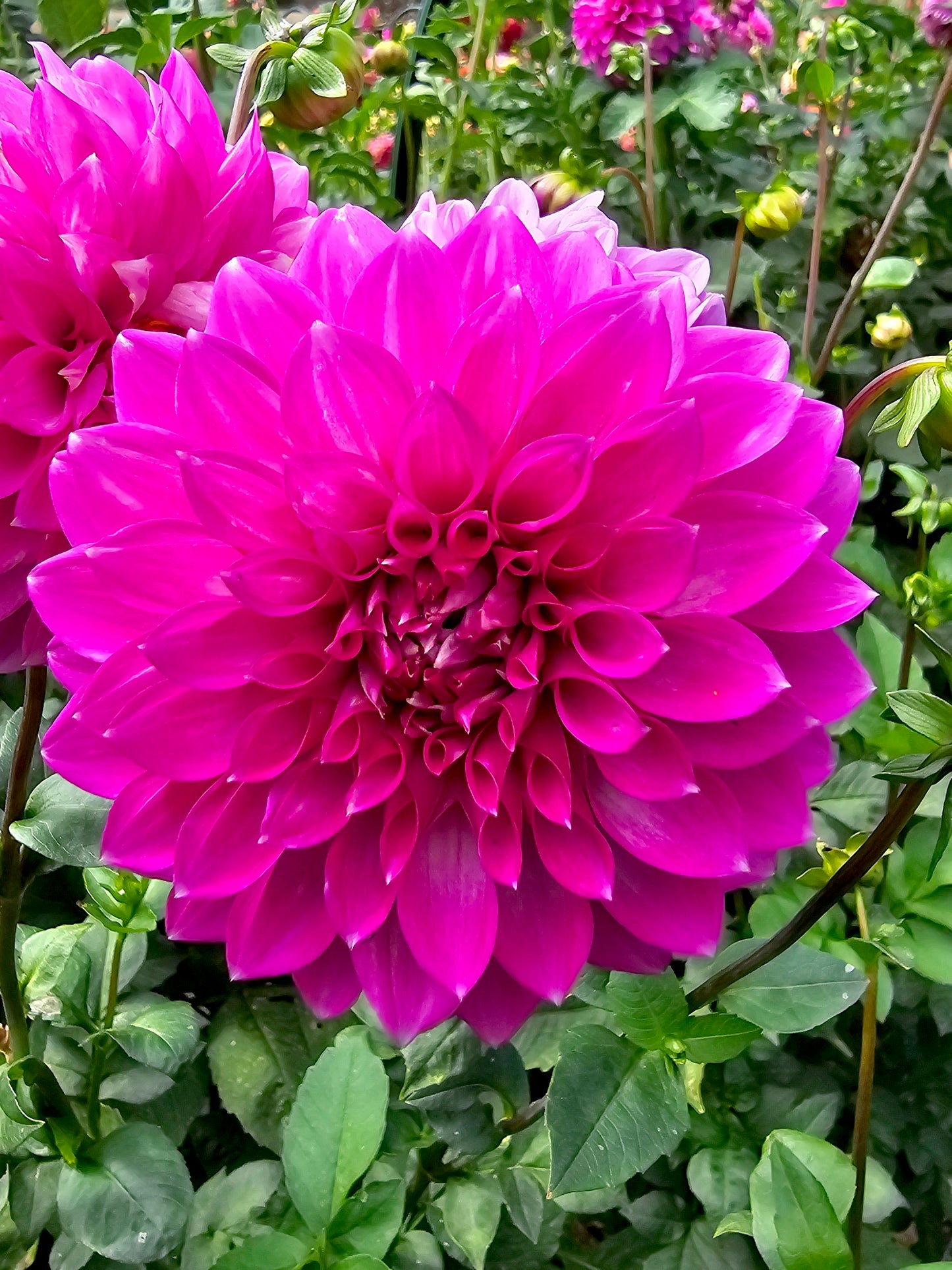 Barbary Summit dahlia tuber – Hillview Flowers
