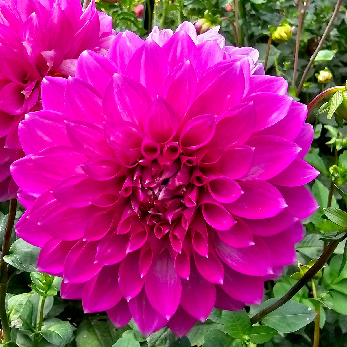 Barbary Summit dahlia tuber – Hillview Flowers
