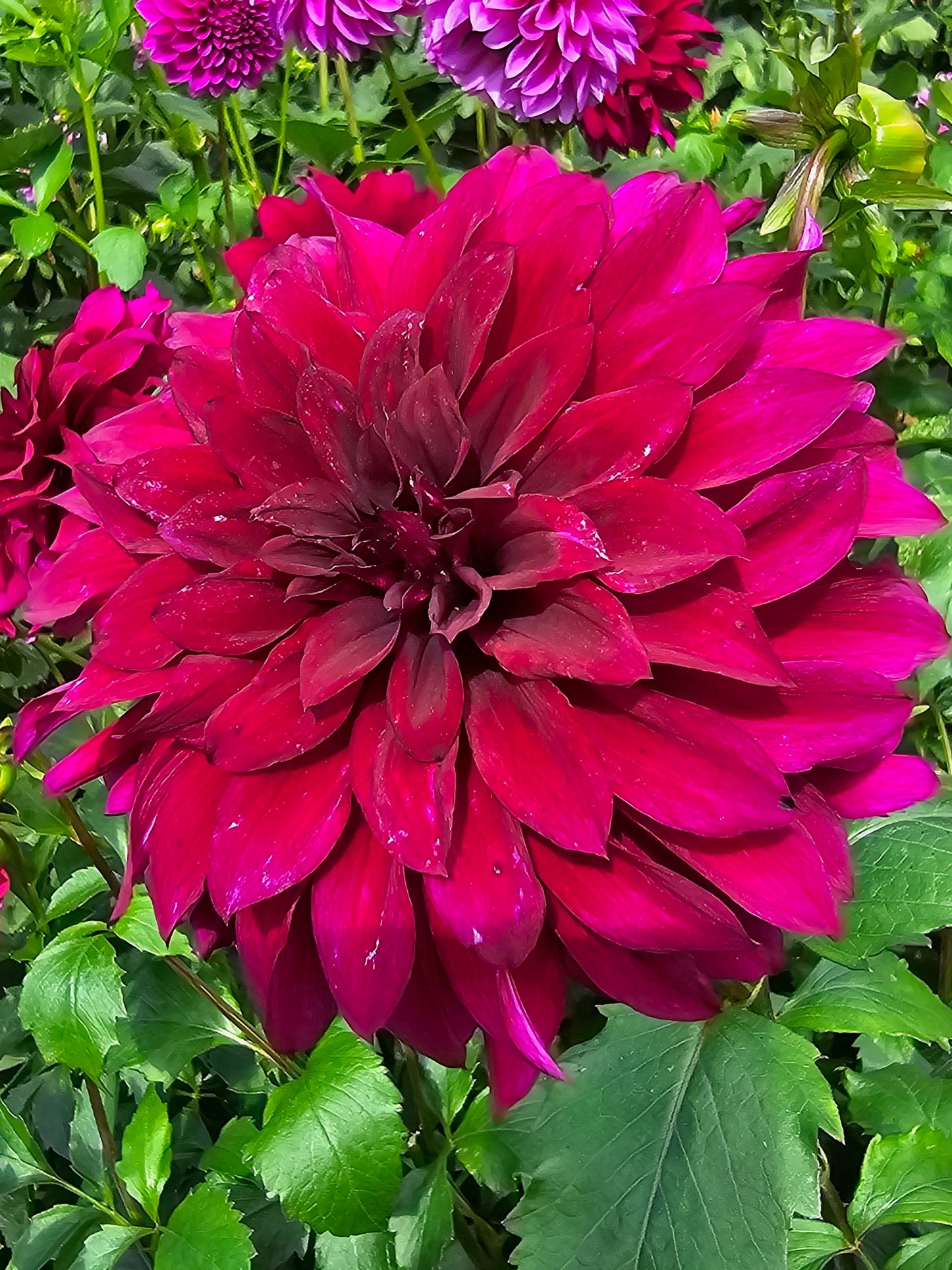 Black Embers dahlia tuber – Hillview Flowers