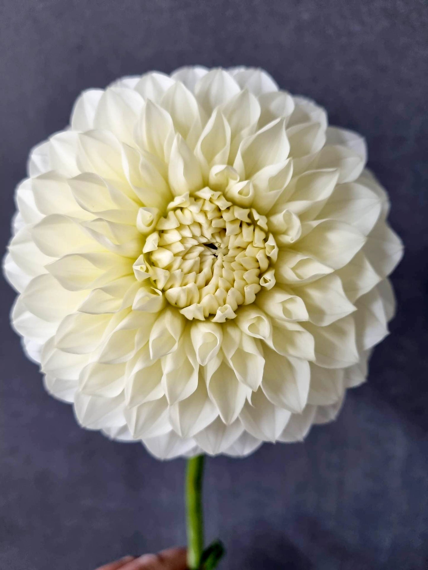 Boundary Snowflake dahlia tuber – Hillview Flowers