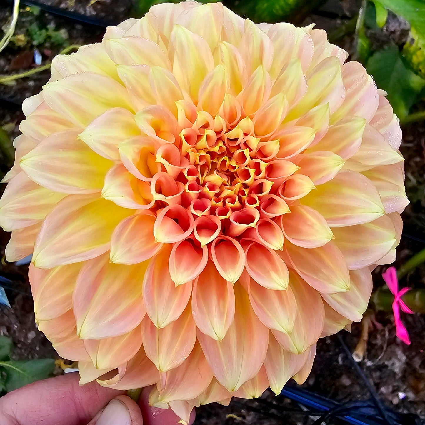 Bracken Sarah dahlia tuber – Hillview Flowers