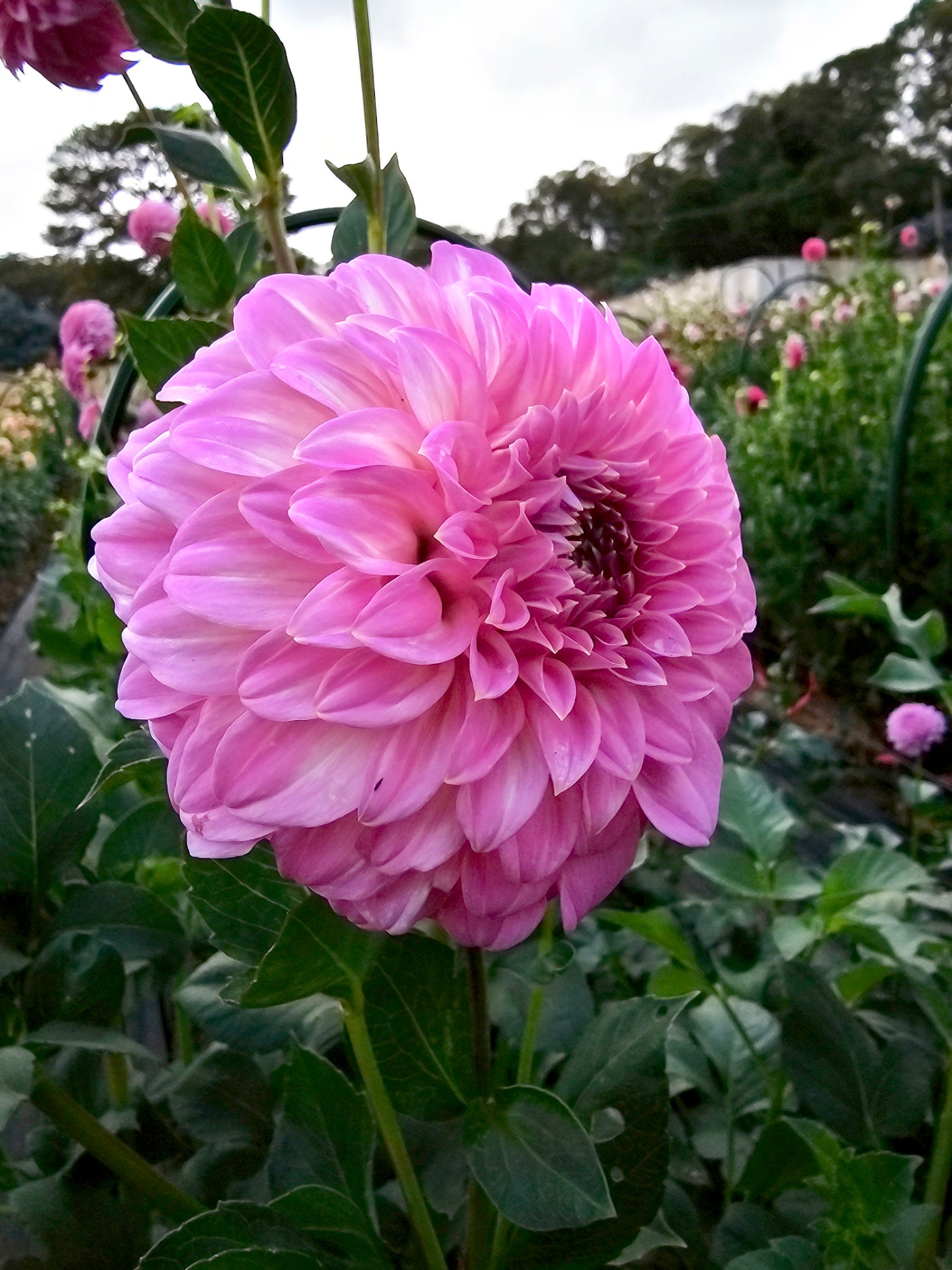 Bracken Sequel dahlia tuber – Hillview Flowers