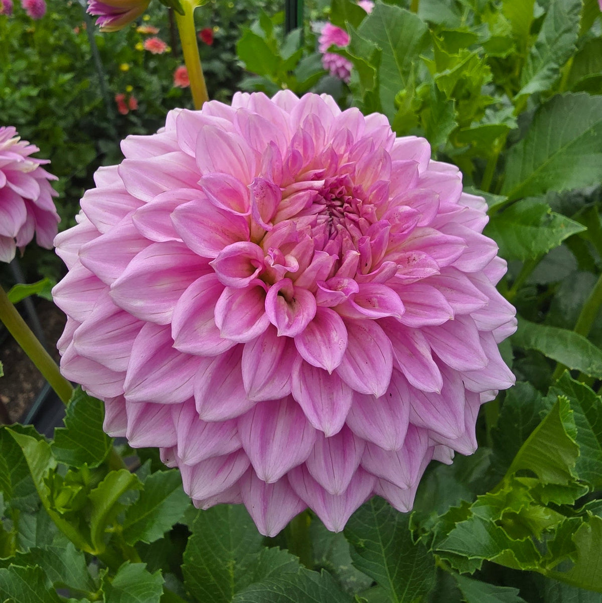 Bracken Rose