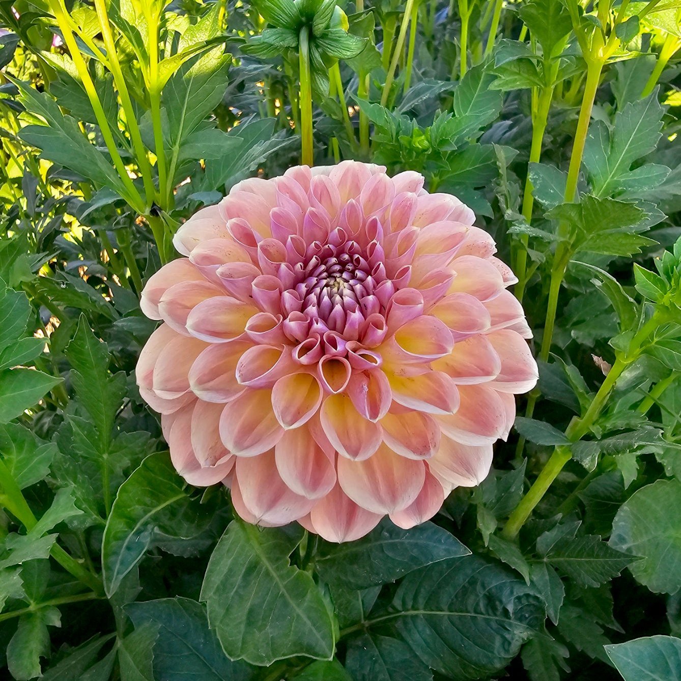 Breannon dahlia tuber – Hillview Flowers