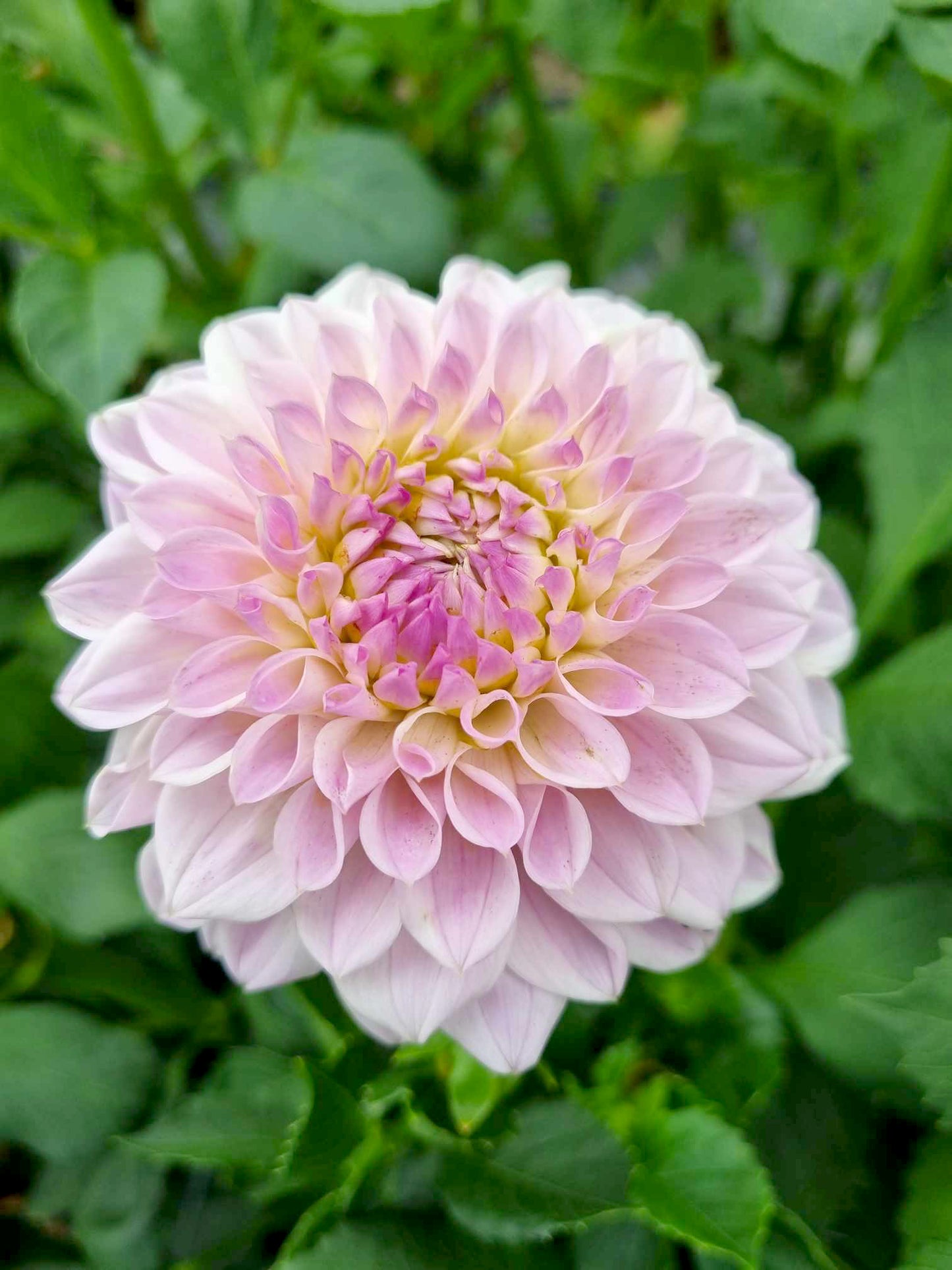 CK Faye dahlia tuber – Hillview Flowers