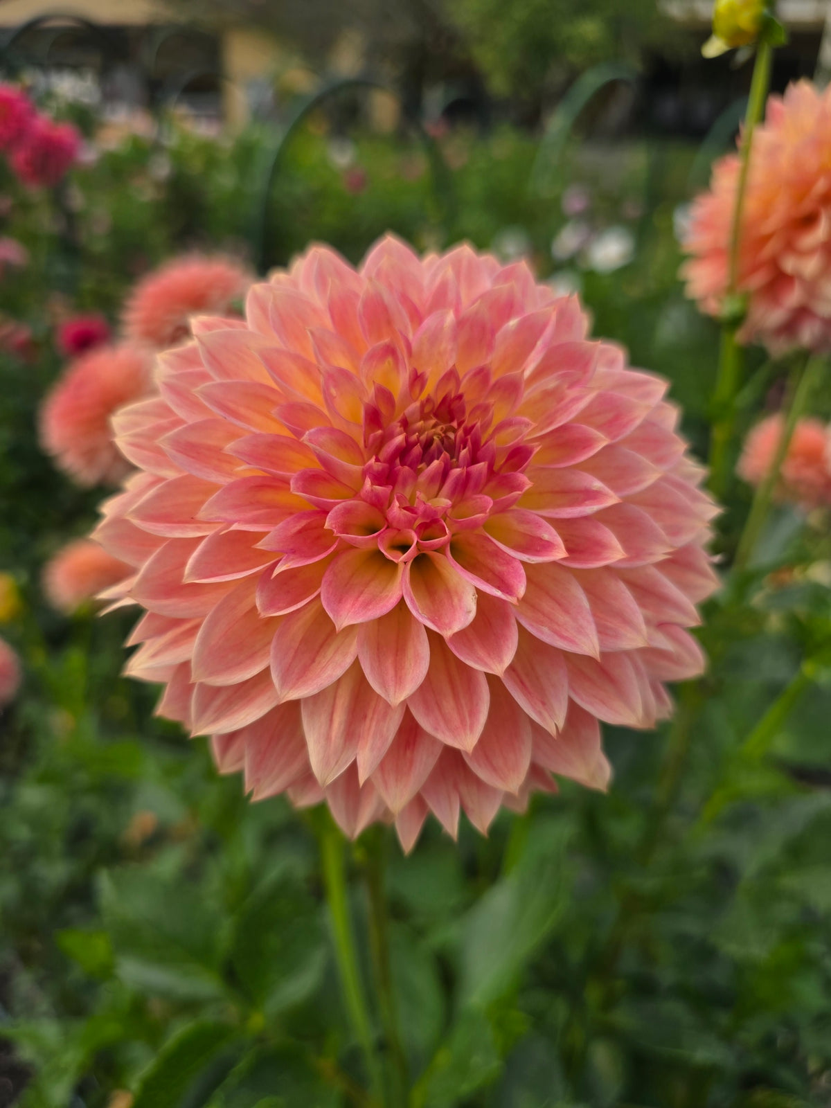 CK Peachy dahlia tuber – Hillview Flowers