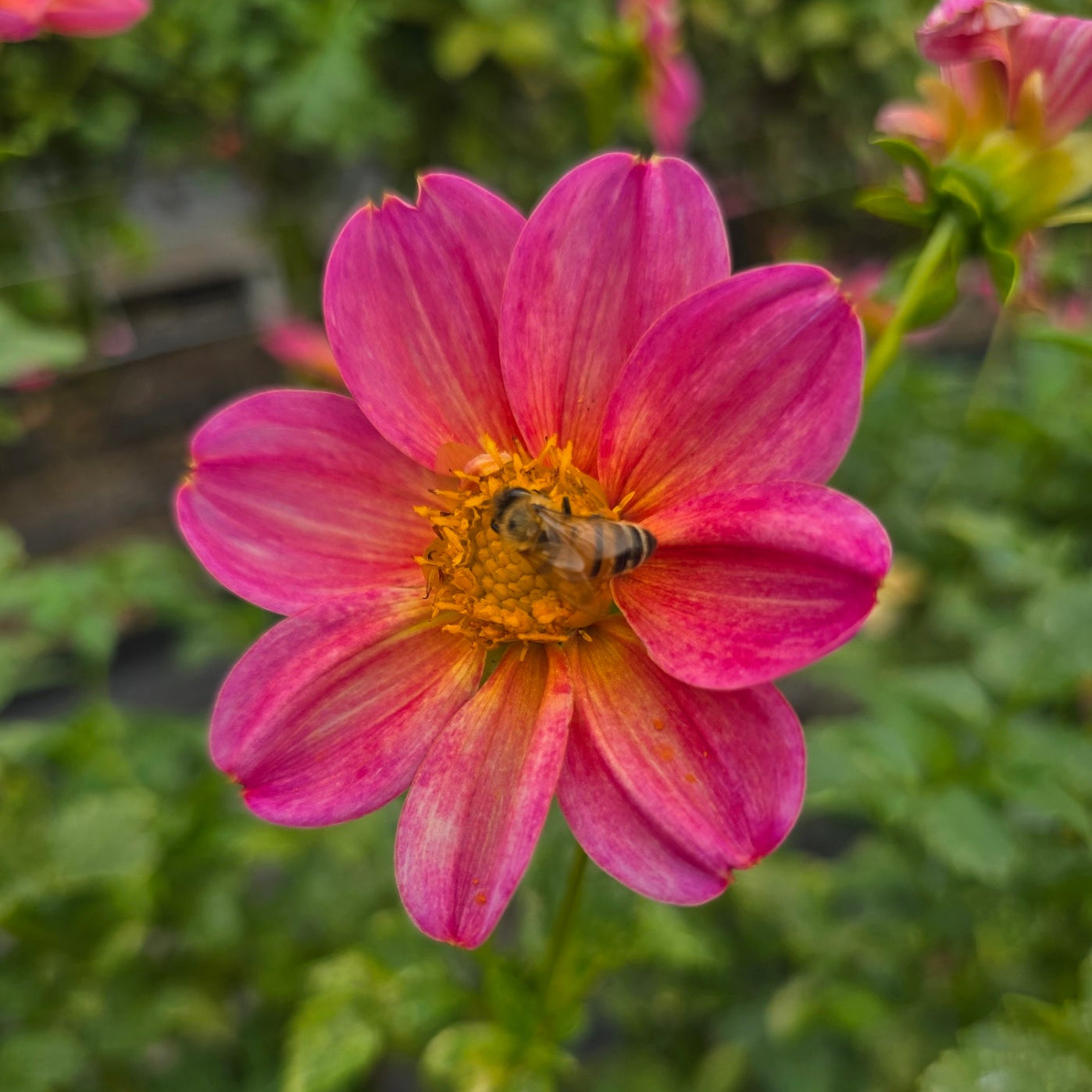 C. Line dahlia tuber – Hillview Flowers