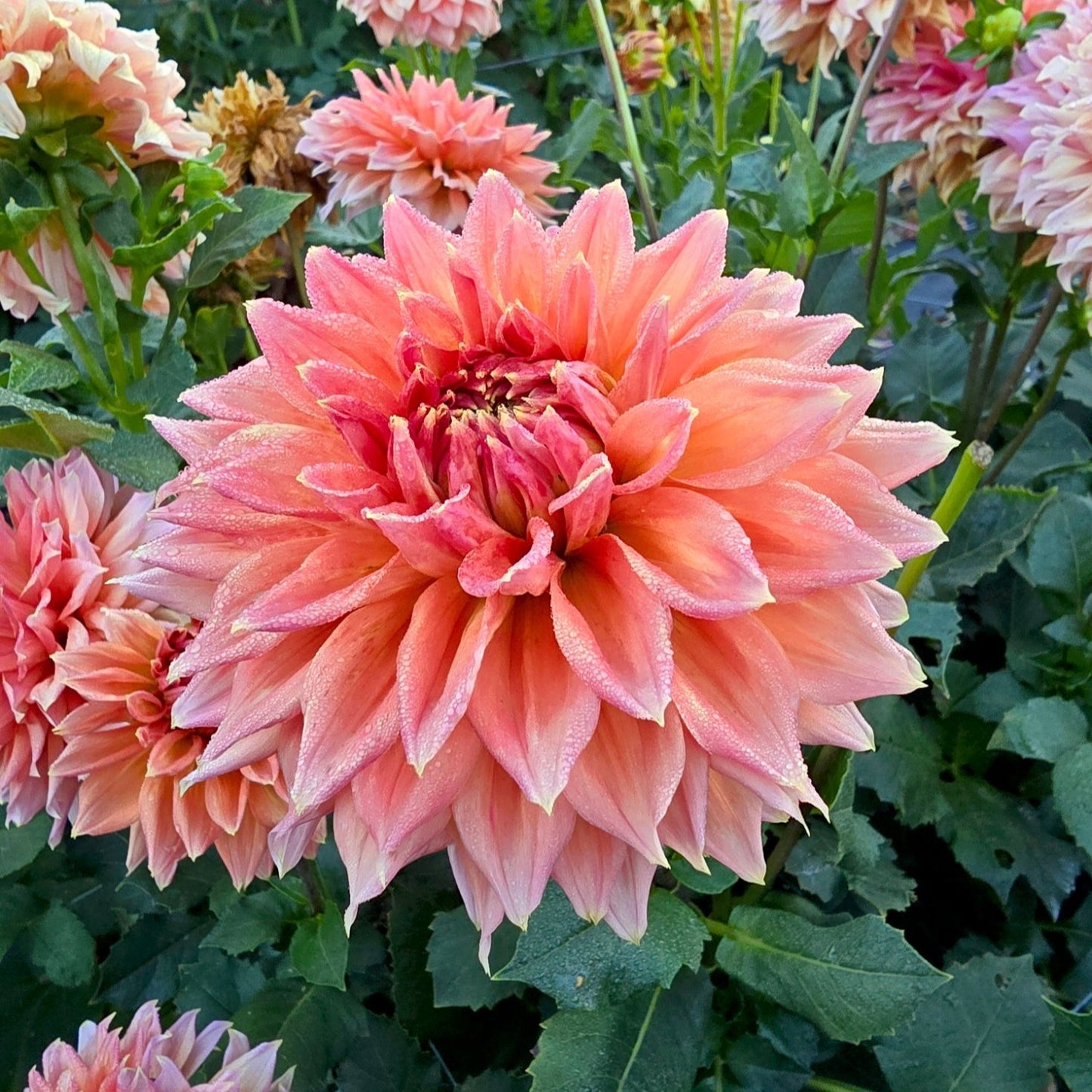 Christie Leader
