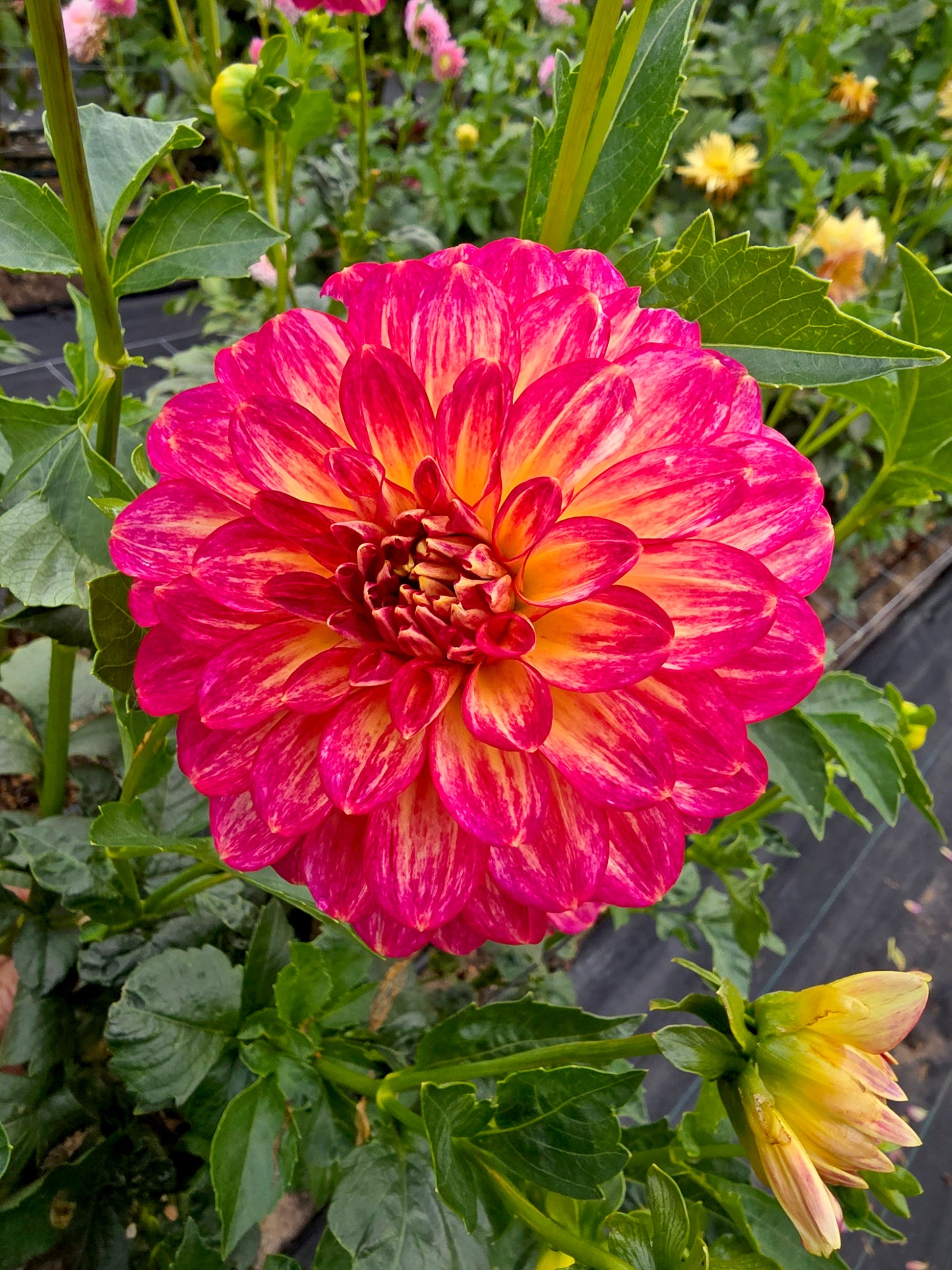 Christie Marble dahlia tuber – Hillview Flowers