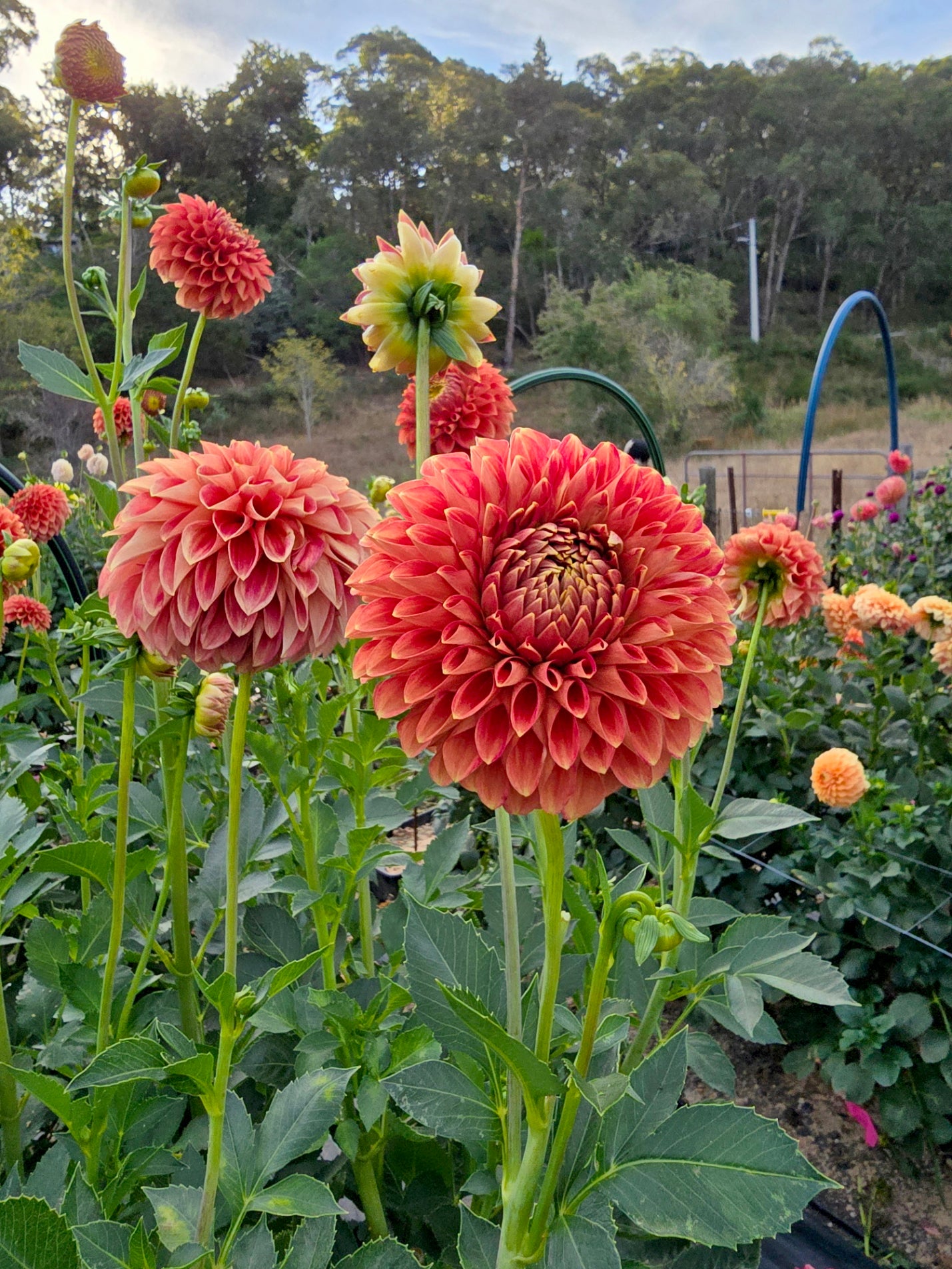 Christie Merlot dahlia tuber – Hillview Flowers