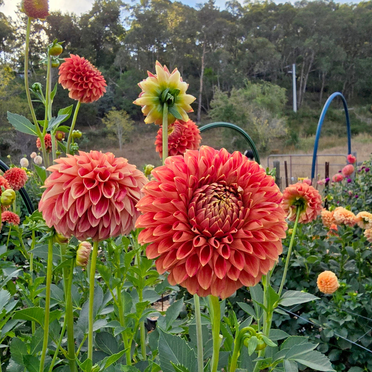 Christie Merlot dahlia tuber – Hillview Flowers