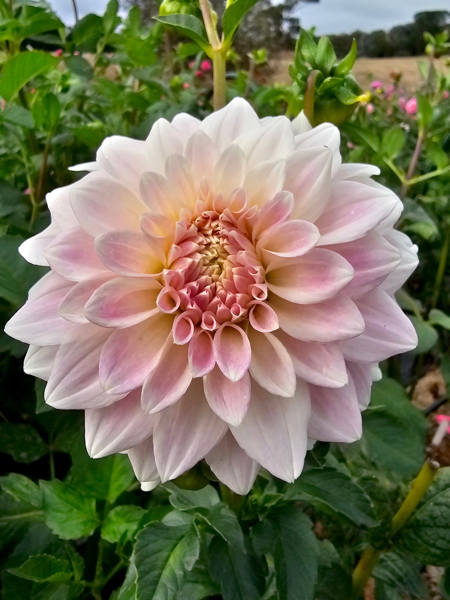 Coconut Ice dahlia tuber – Hillview Flowers
