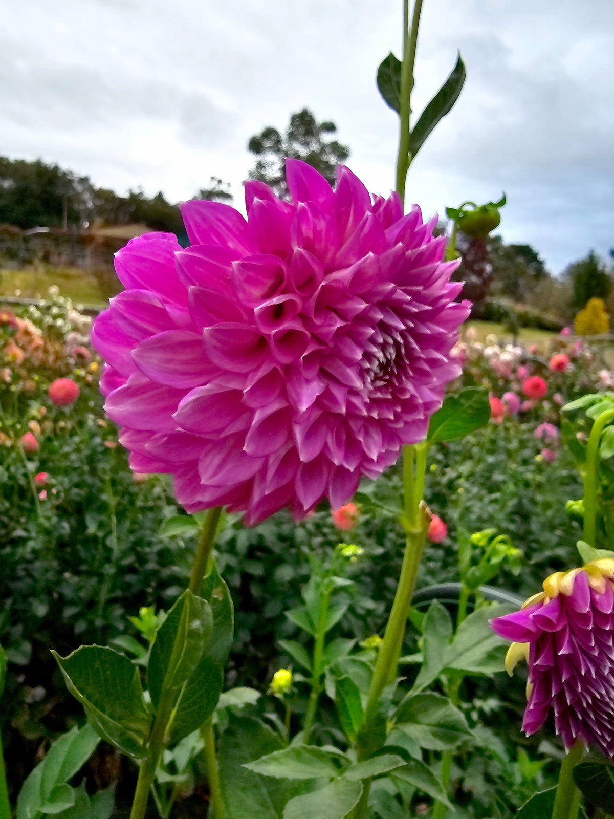 Como Polly dahlia tuber – Hillview Flowers