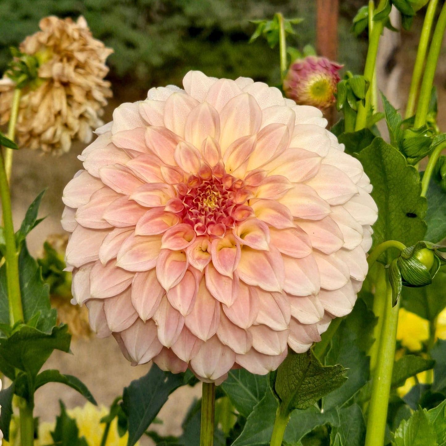 Coorabell Astrid dahlia tuber – Hillview Flowers