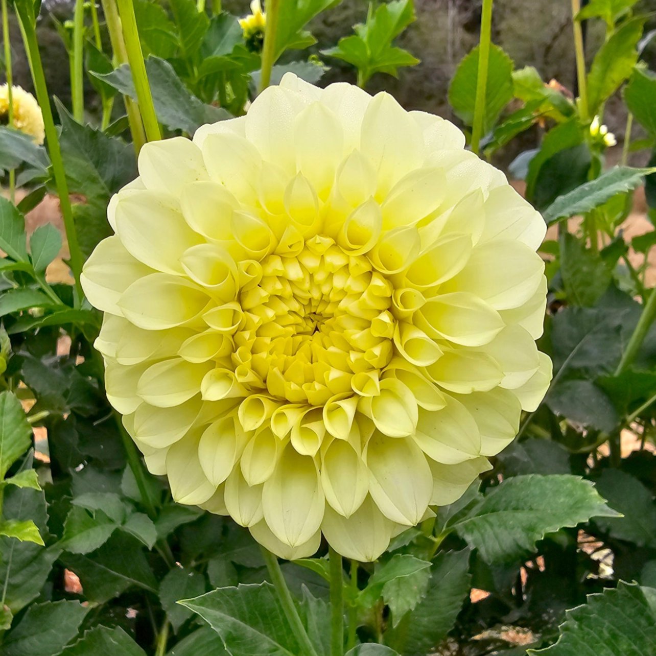 Coorabell Heather dahlia tuber – Hillview Flowers