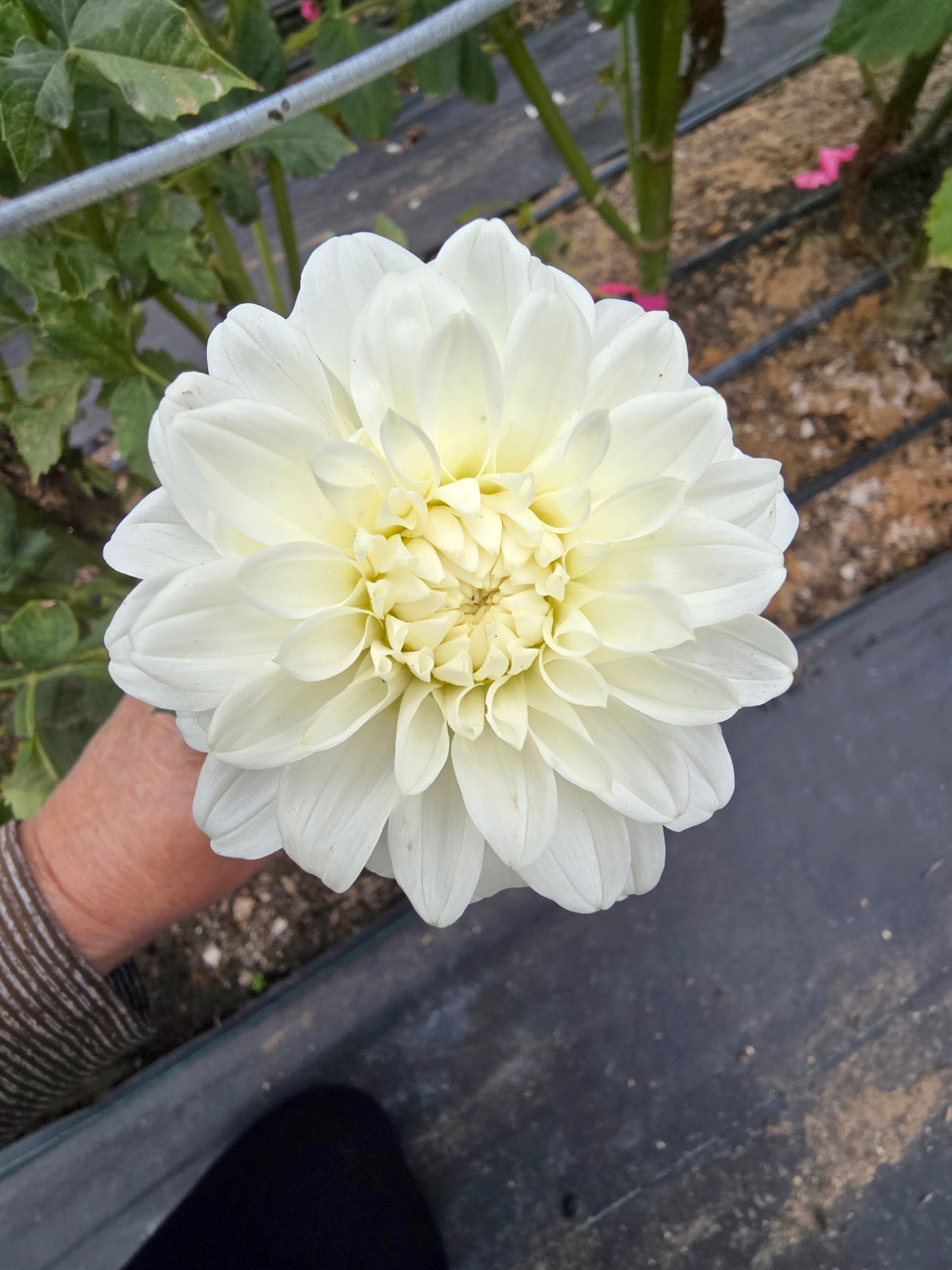 Coorabell Snowflake dahlia tuber – Hillview Flowers