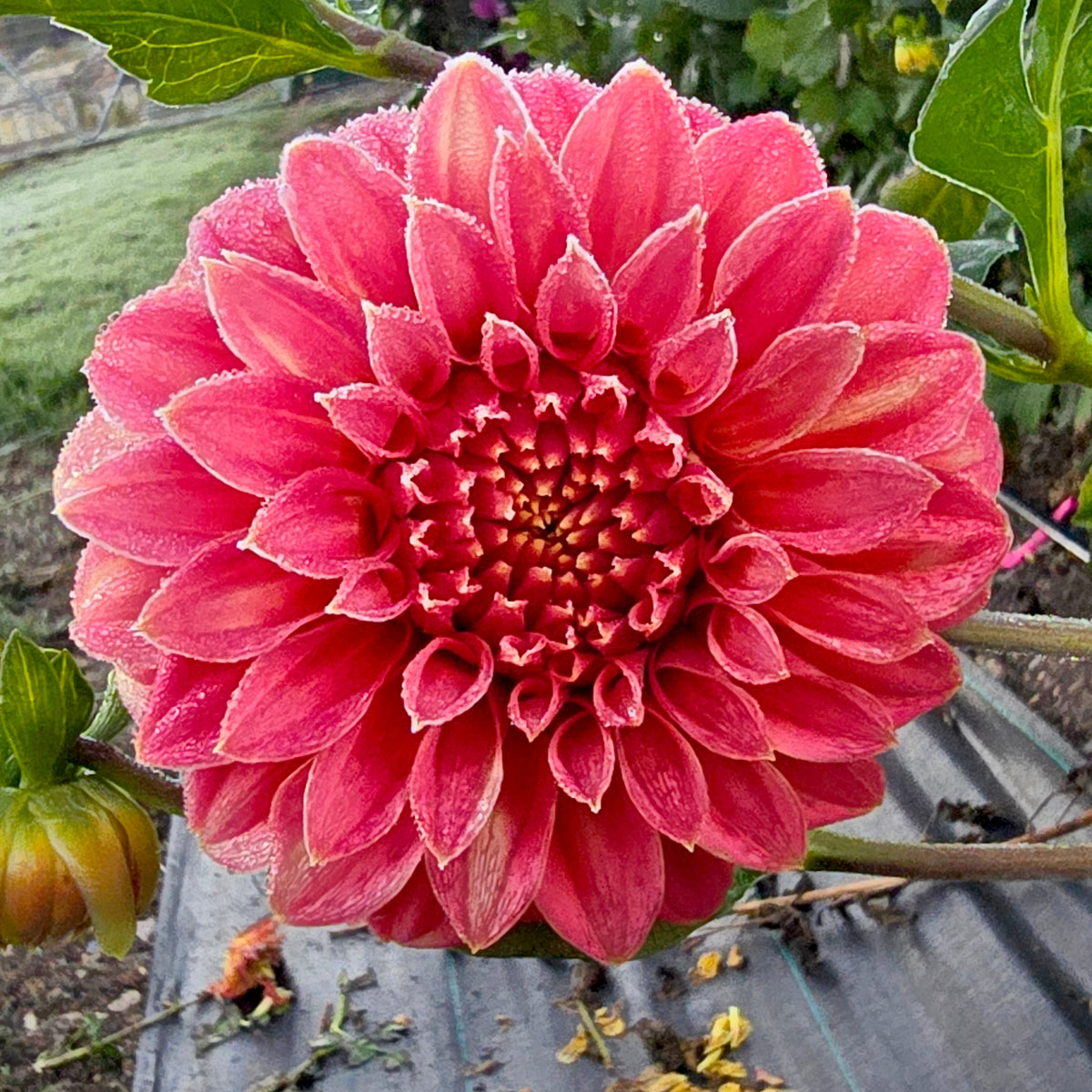 Coorabell Sylvia dahlia tuber – Hillview Flowers