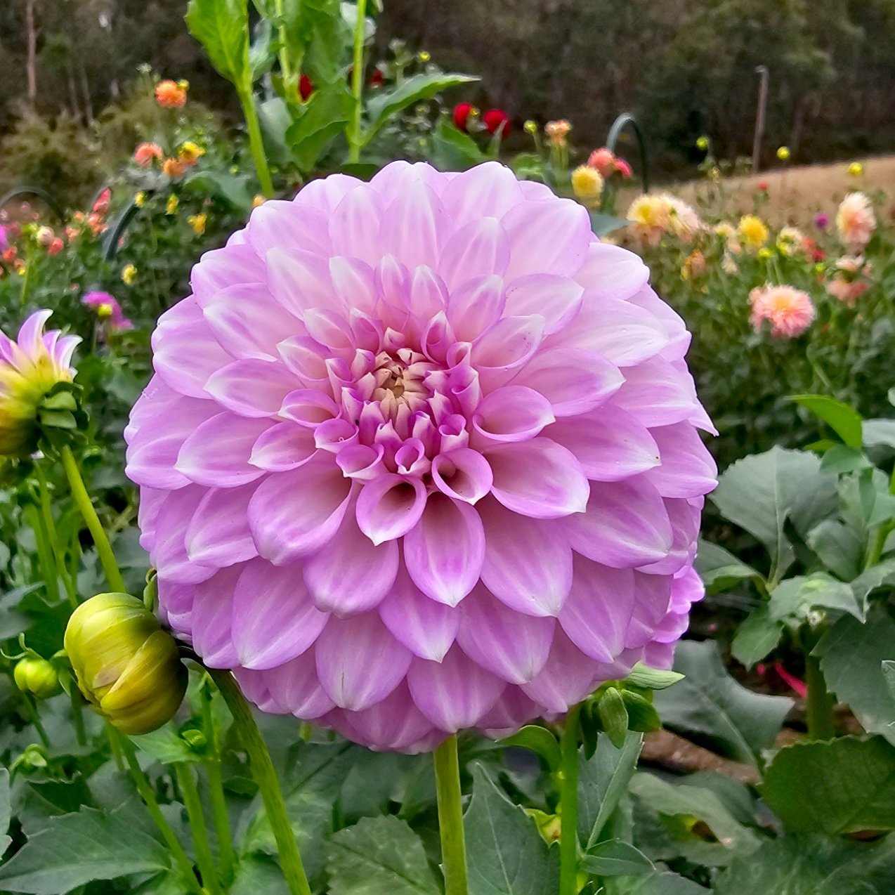 Coorabell Zoe dahlia tuber – Hillview Flowers