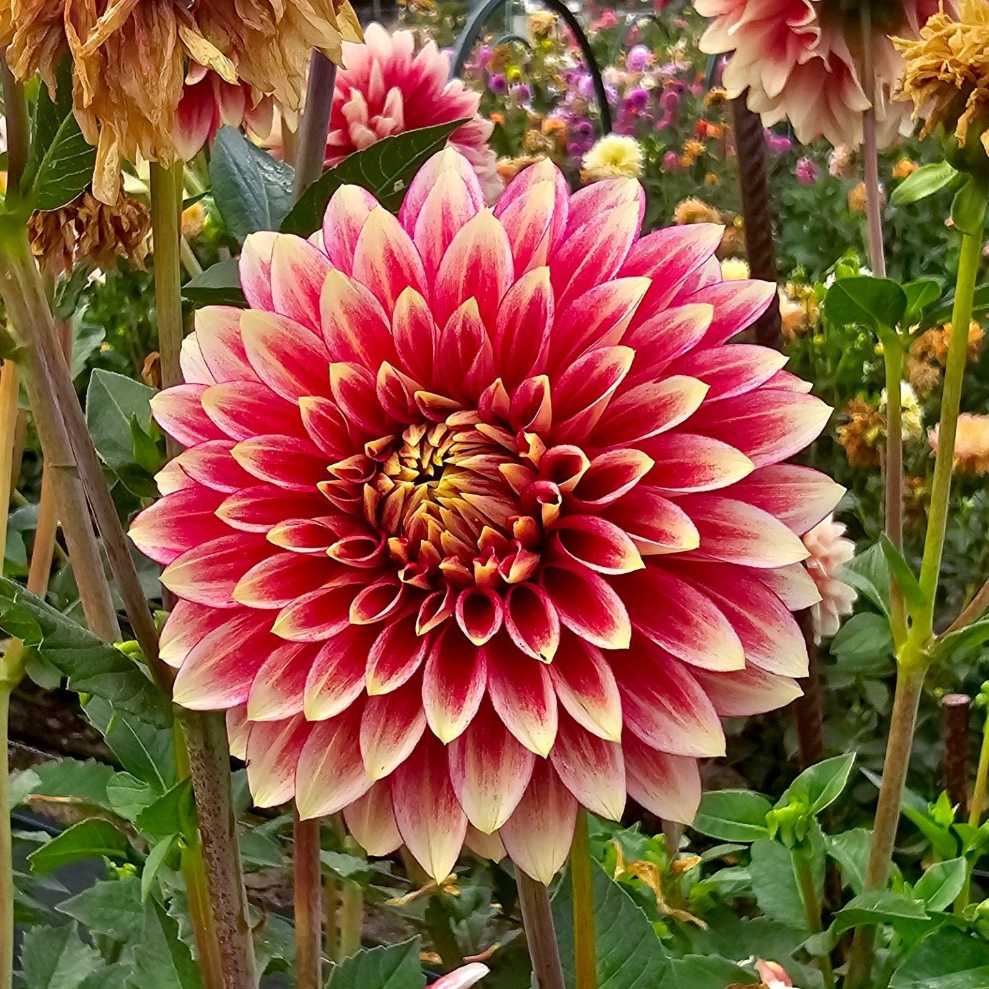 Coral Isle dahlia tuber – Hillview Flowers