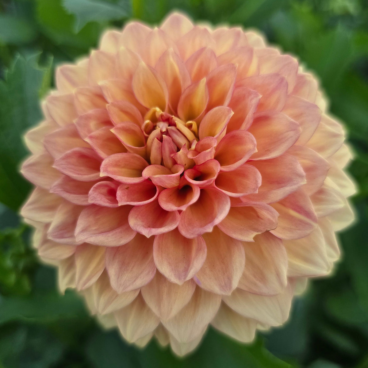 Cottage Delight