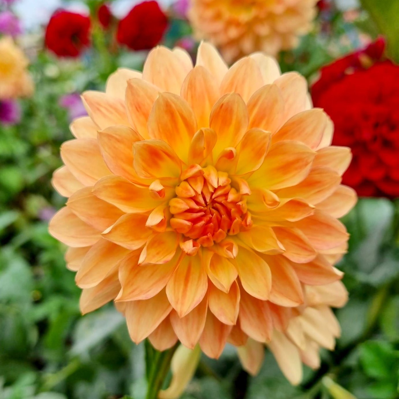 Croles dahlia tuber – Hillview Flowers