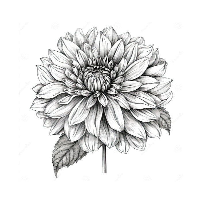 Miss Aylah Van dahlia tuber – Hillview Flowers