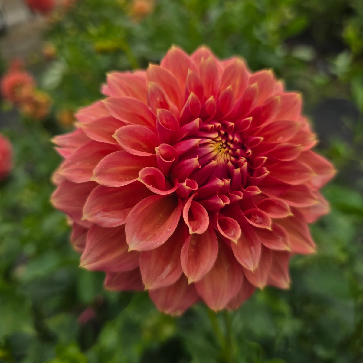 Darbro Palomino dahlia tuber – Hillview Flowers