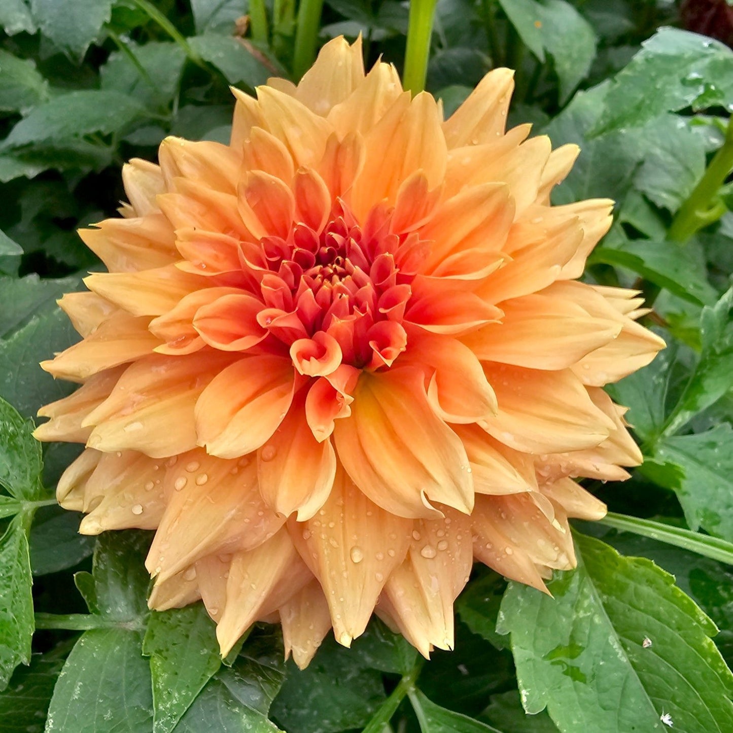 Delbard Gange dahlia tuber – Hillview Flowers