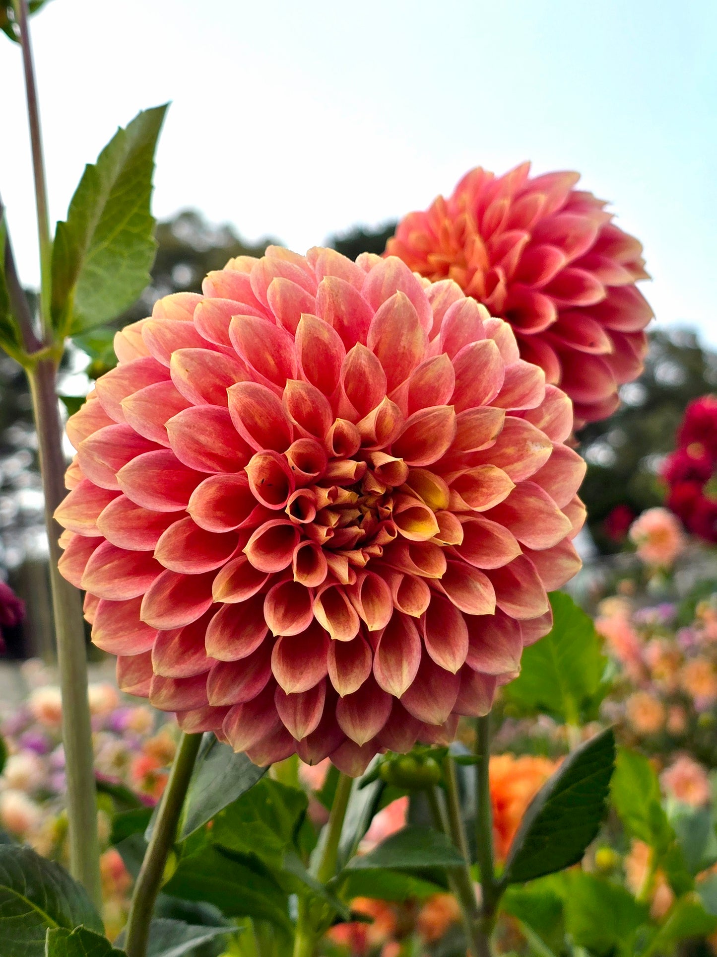 Devon Calypso dahlia tuber – Hillview Flowers