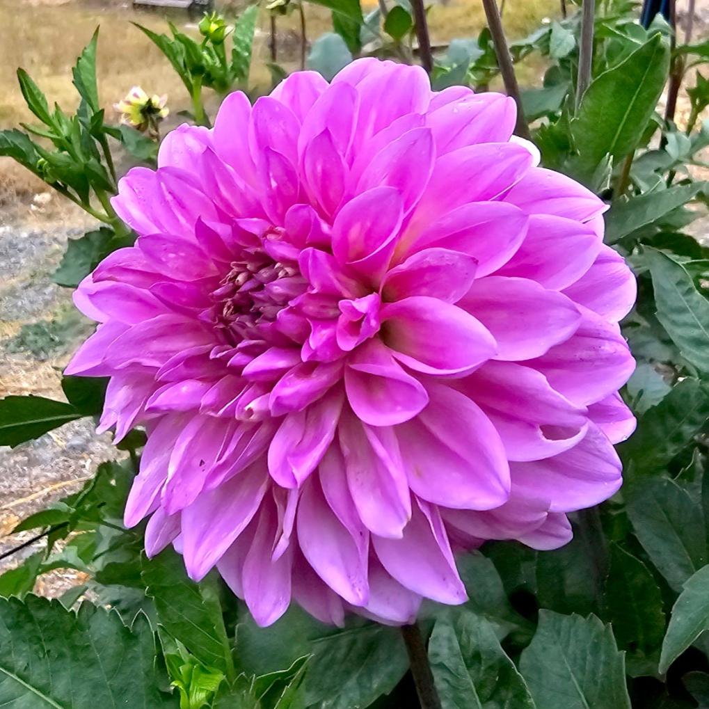 Devon Columbine dahlia tuber – Hillview Flowers