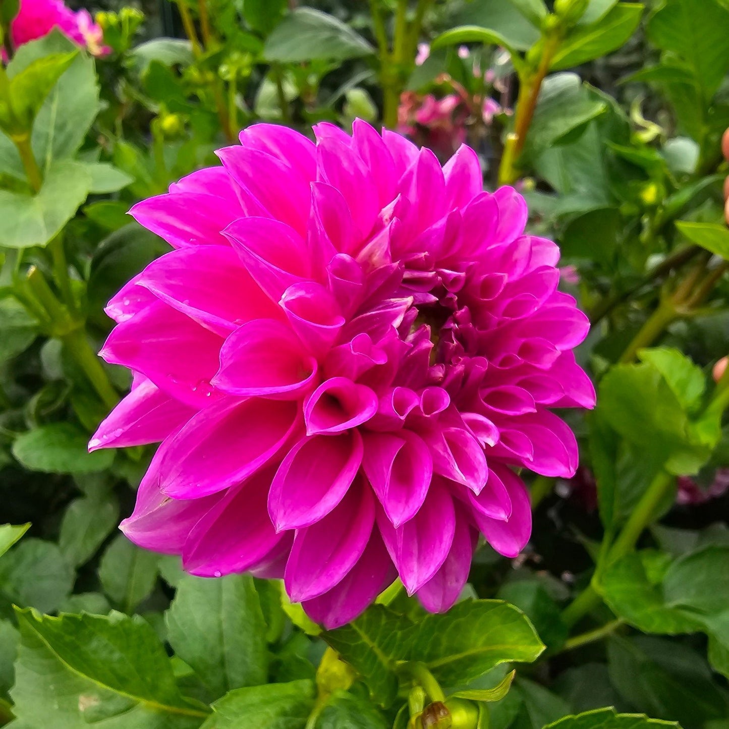 Devon Grande dahlia tuber – Hillview Flowers