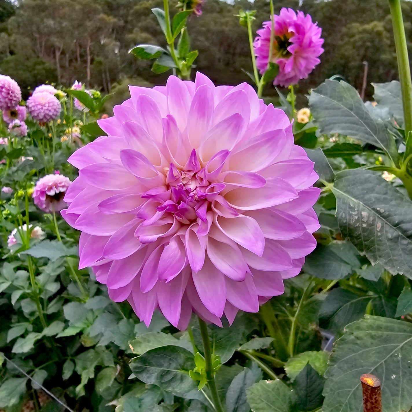 Devon Pizzazz dahlia tuber – Hillview Flowers