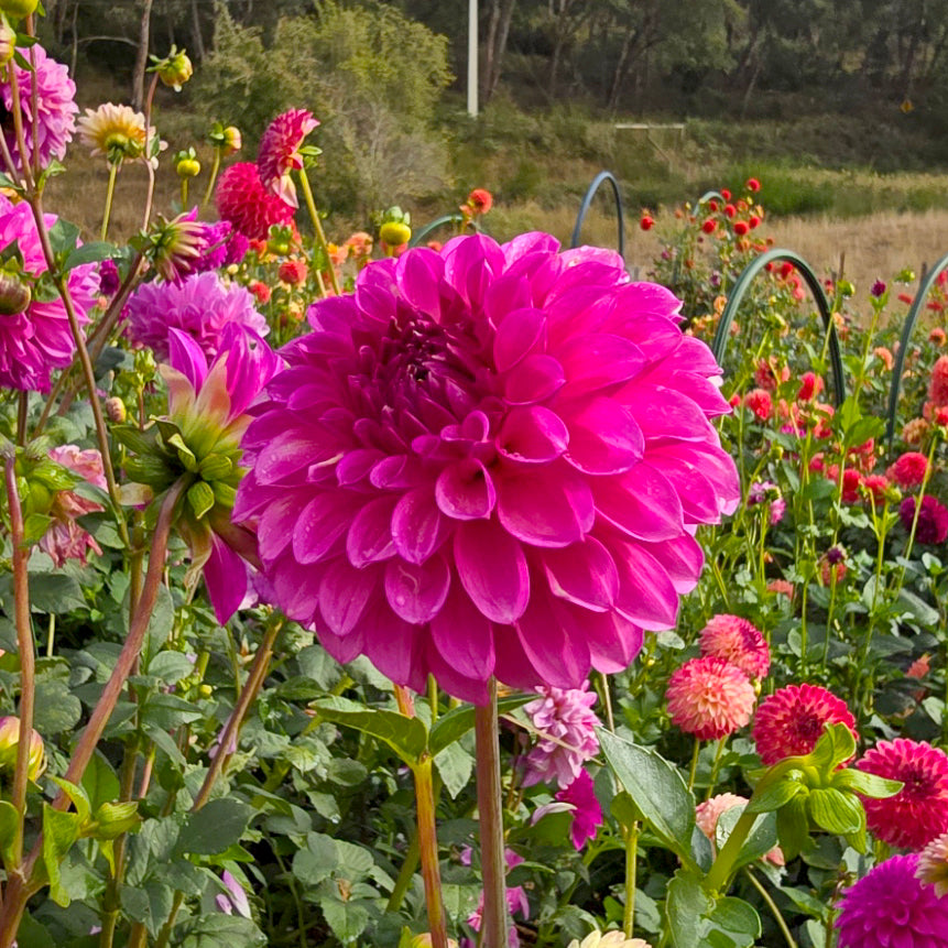 Devon Saigon dahlia tuber – Hillview Flowers