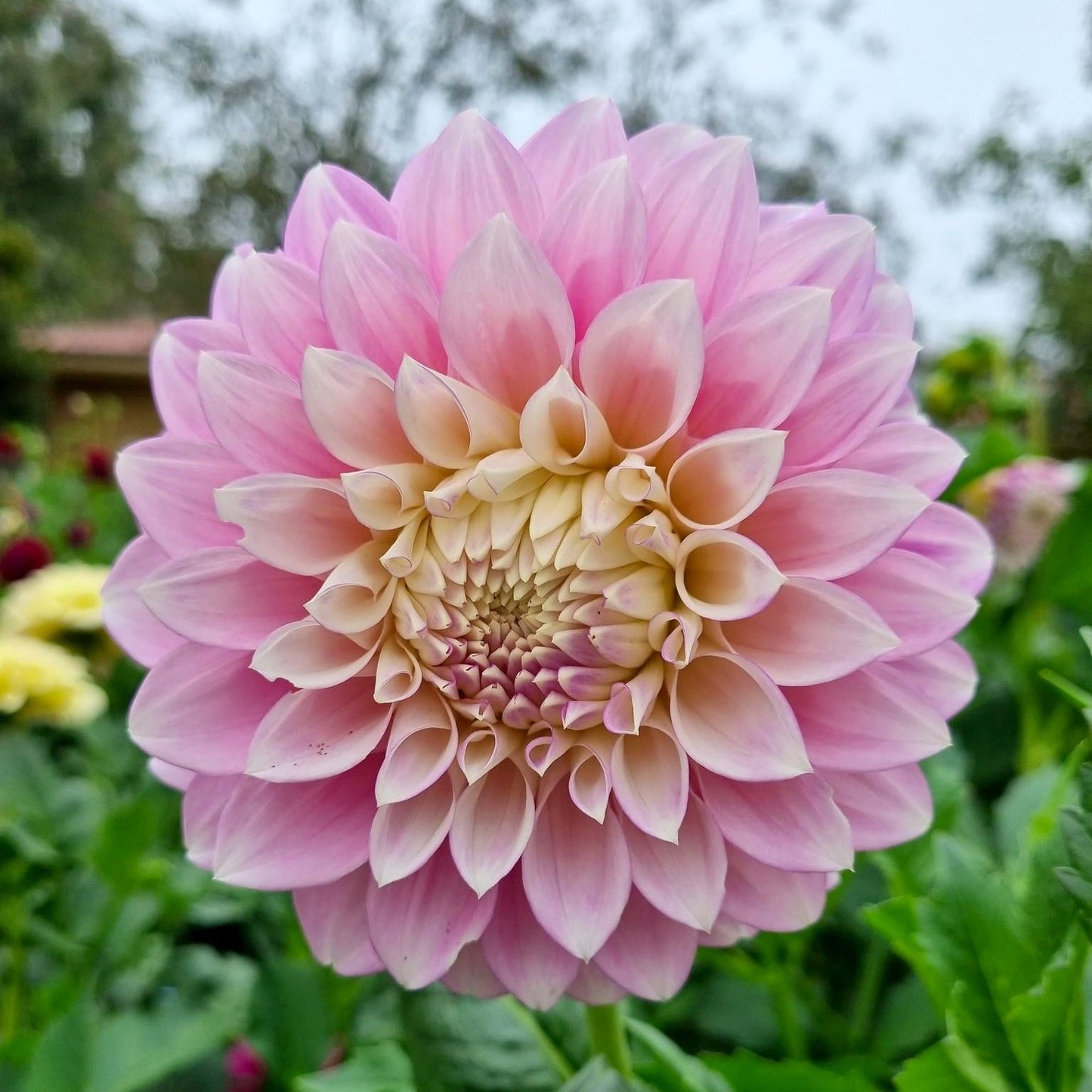 Devon Seattle dahlia tuber – Hillview Flowers