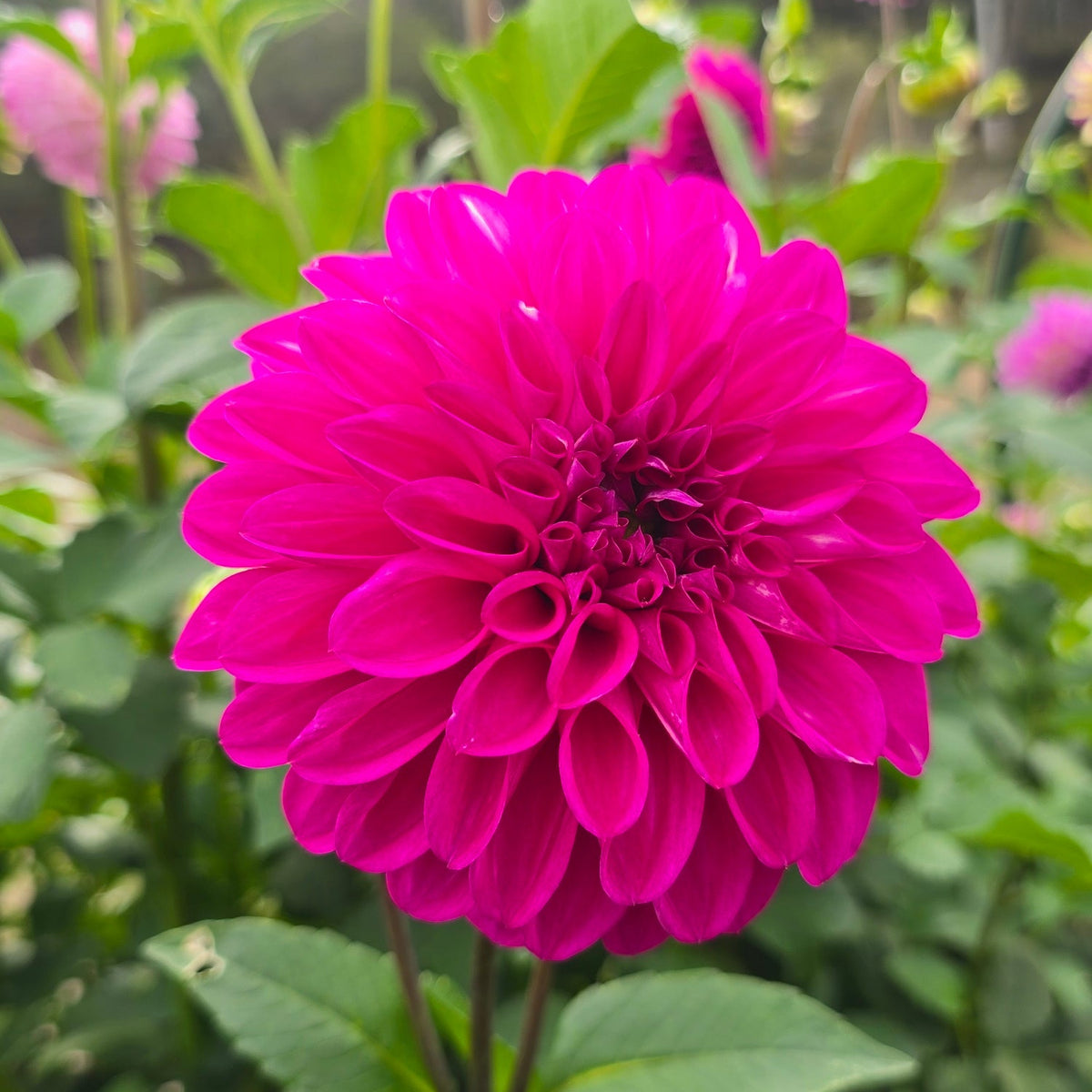 Devon Challenger dahlia tuber – Hillview Flowers