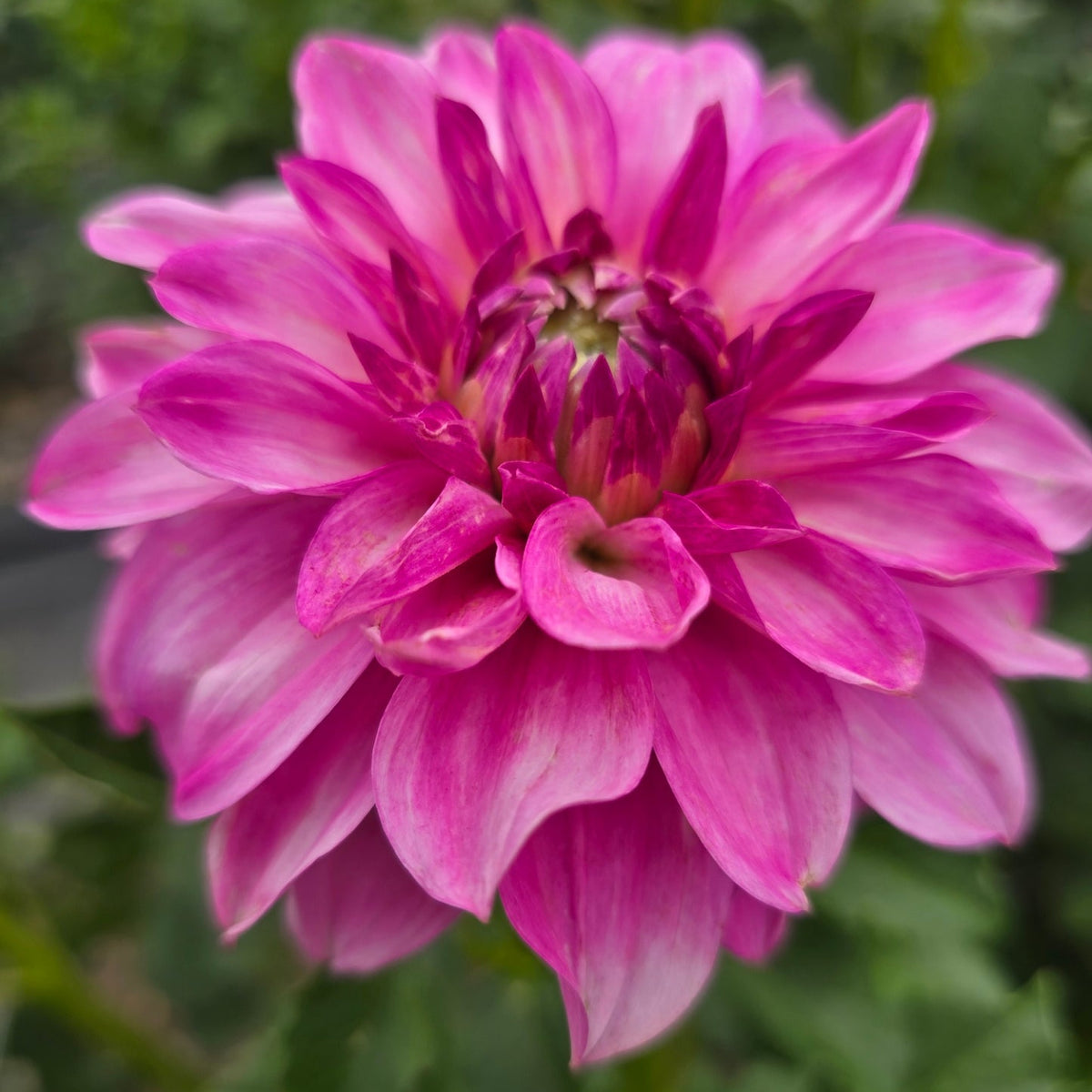 Devon Joy dahlia tuber – Hillview Flowers