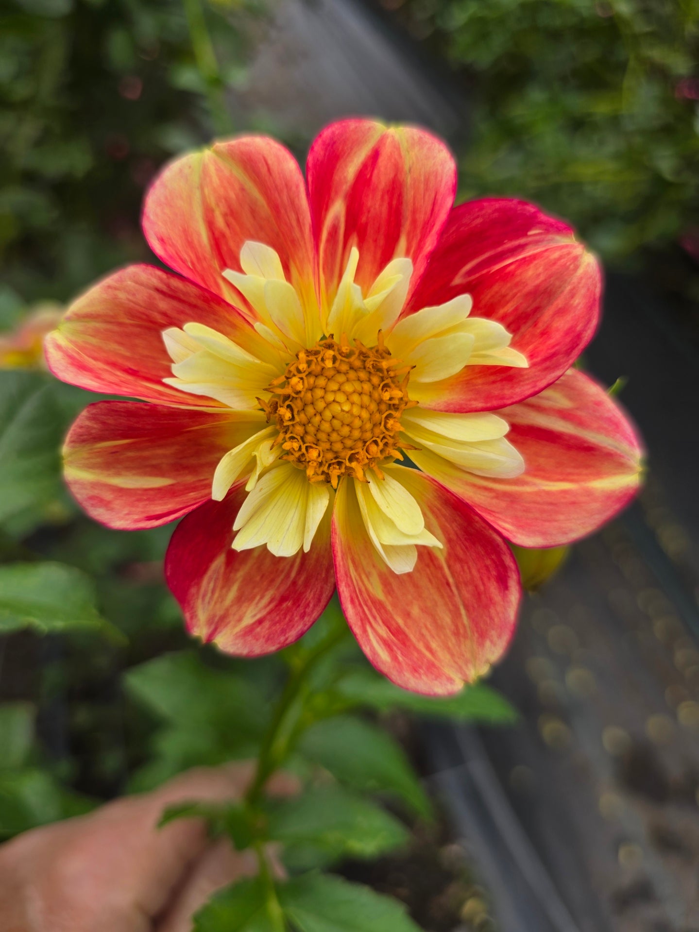 Ernestina dahlia tuber – Hillview Flowers