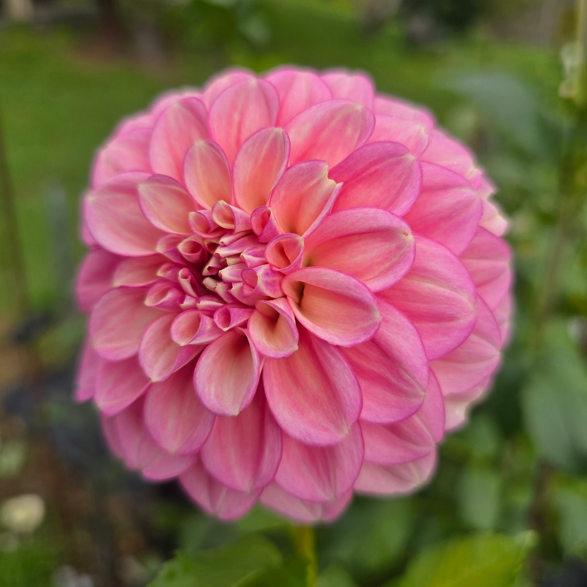 Everbloom Artemis