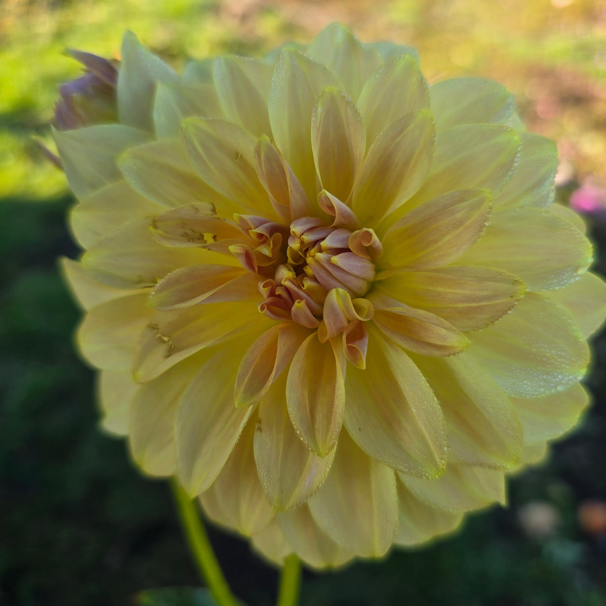 Everbloom Lemon Butter