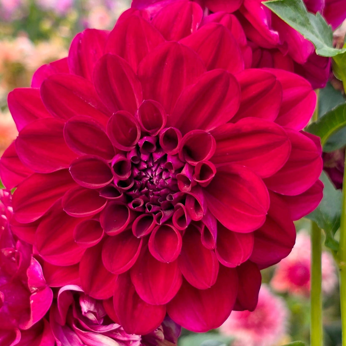 Fire Mountain dahlia tuber – Hillview Flowers