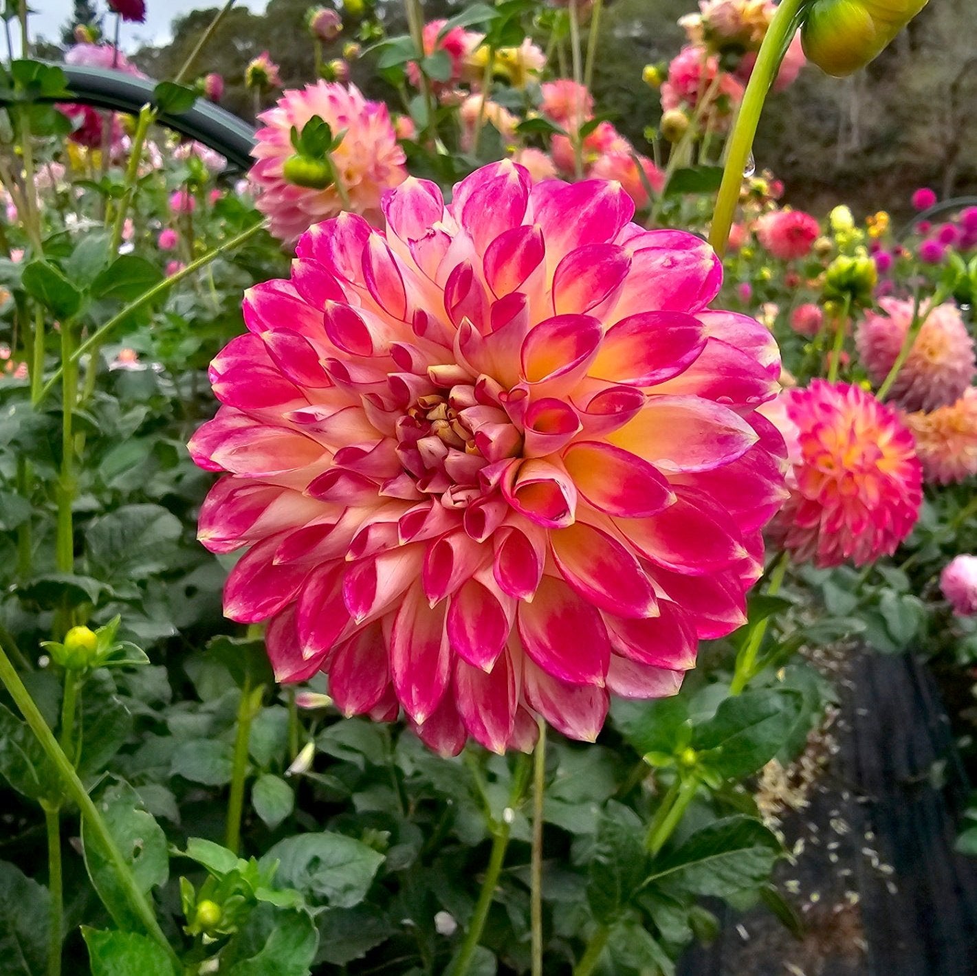 First Prize dahlia tuber – Hillview Flowers