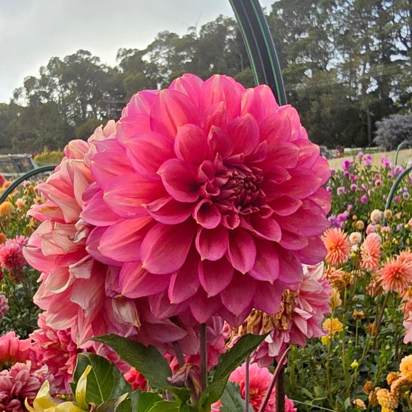 Florelie Guava dahlia tuber – Hillview Flowers