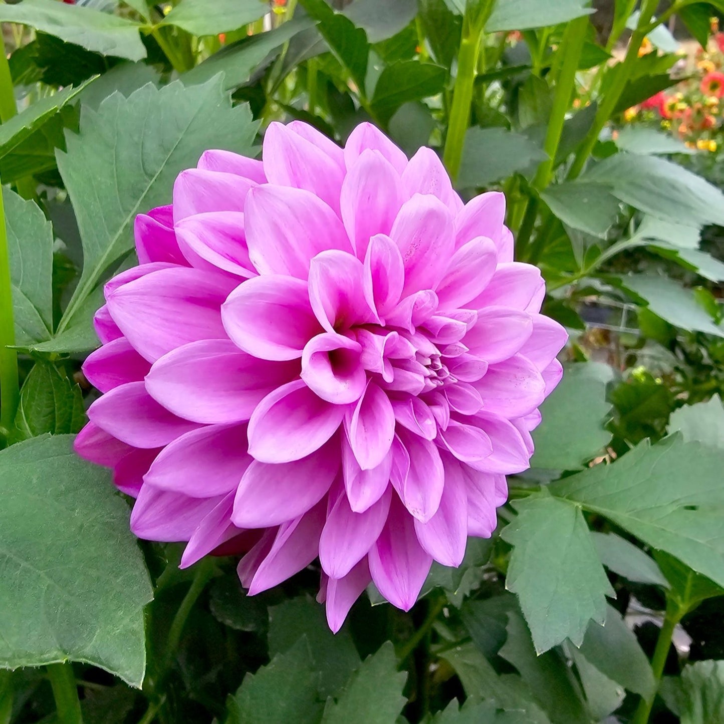 Florelie Jeanette dahlia tuber – Hillview Flowers