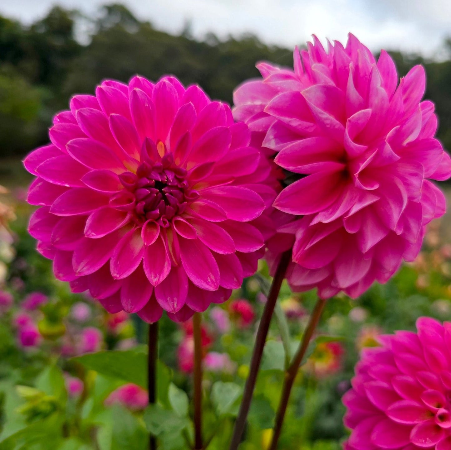 Florelie Joy