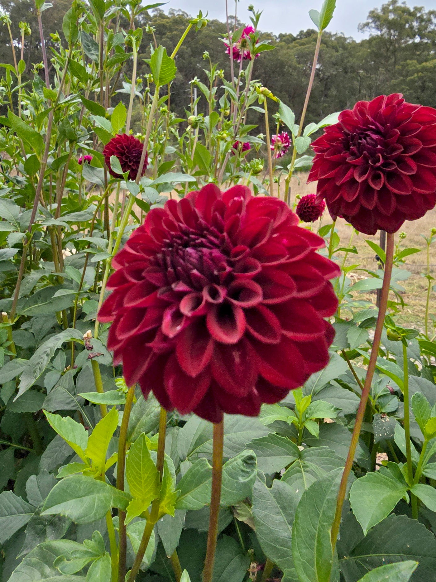 Florelie Midnight dahlia tuber – Hillview Flowers