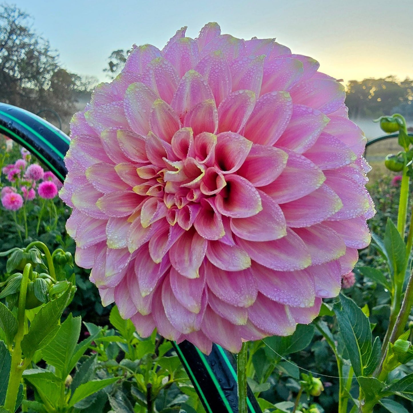 Florelie Oracle dahlia tuber – Hillview Flowers